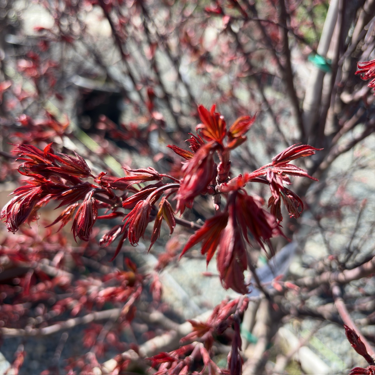 Twombly's Red Sentinel Japanese Maple