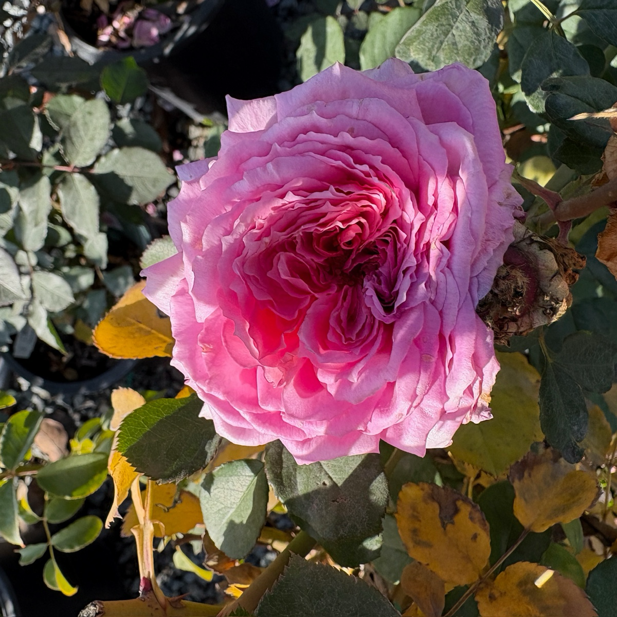 Raspberry Cream Twirl Climbing Rose
