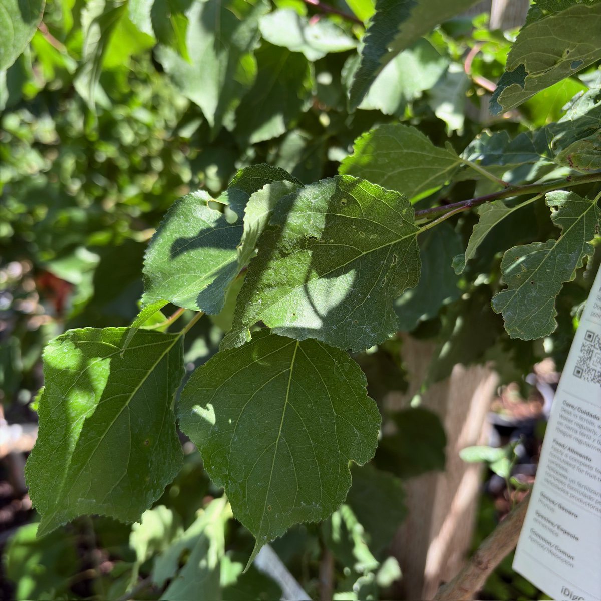 Katy Apricot