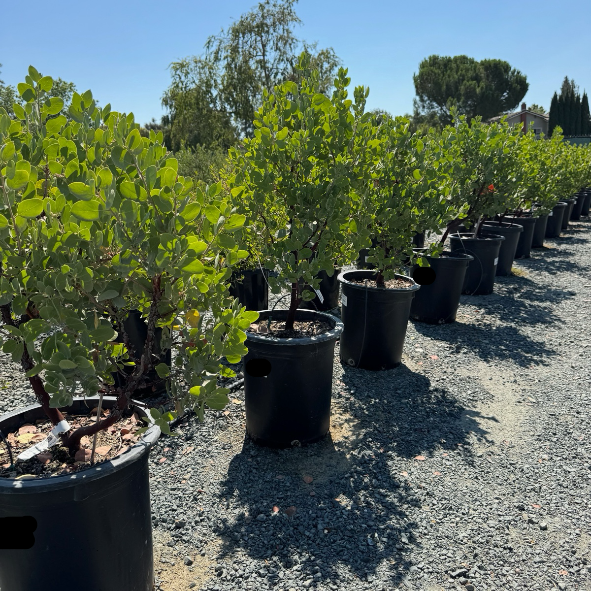 Howard McMinn Manzanita