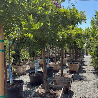 Caroline Chinese Wisteria