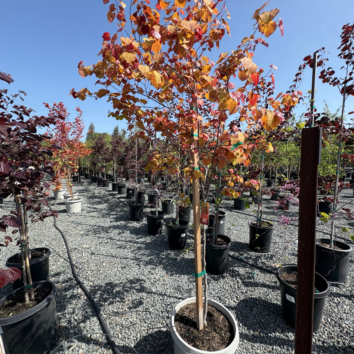Hearts of Gold Eastern Redbud