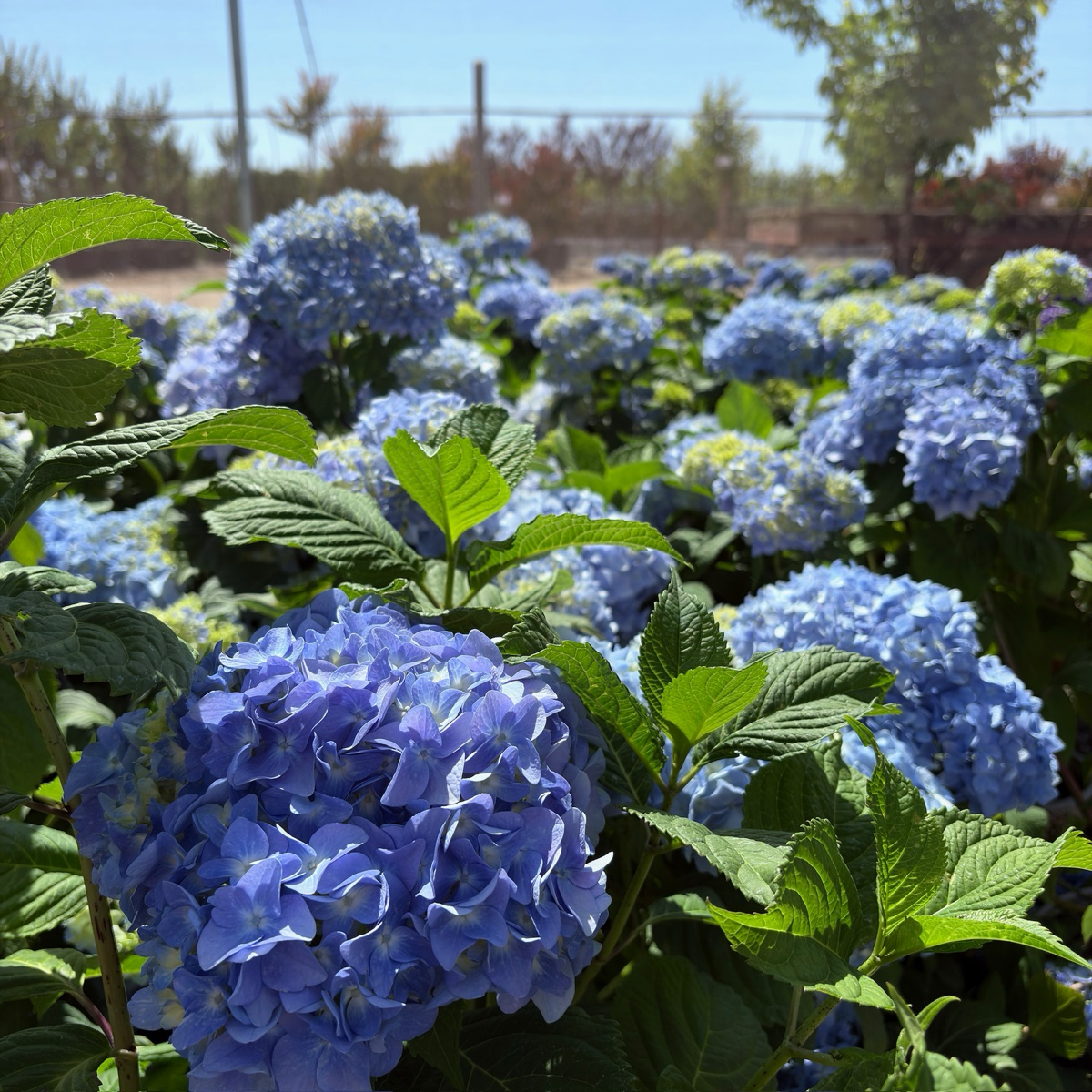 Nikko Blue Hydrangea