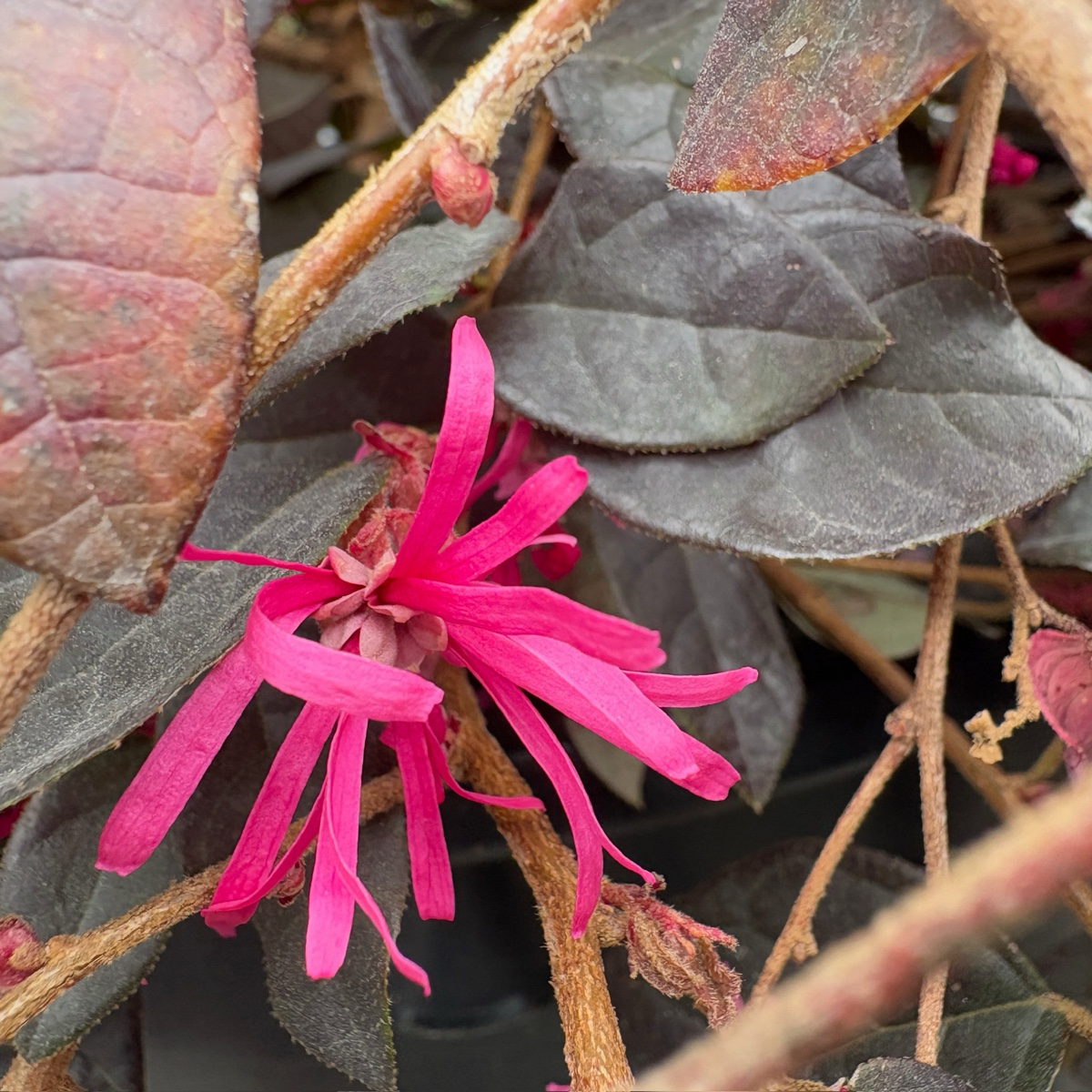 Red Chinese Fringeflower