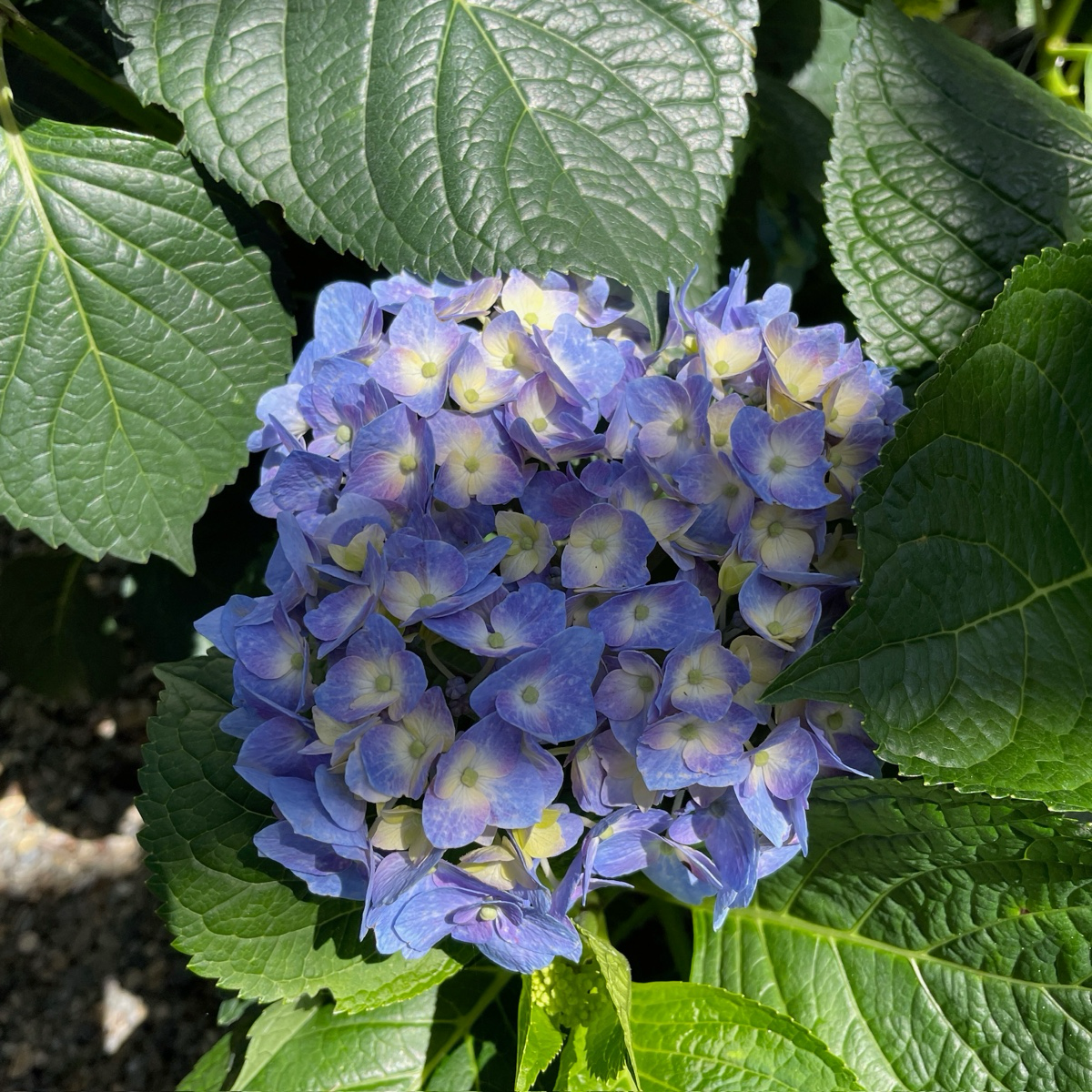 Blue Jangles Let's Dance®  Hydrangea