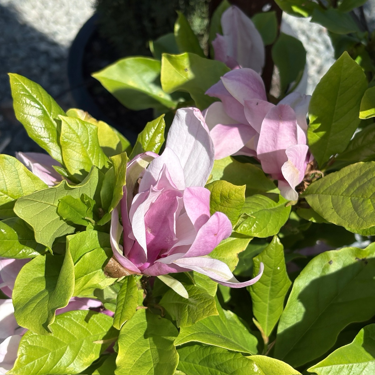 Susan Magnolia
