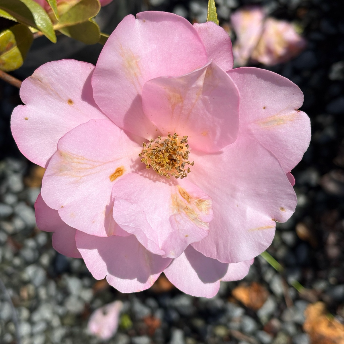 Taylor's Perfection Camellia