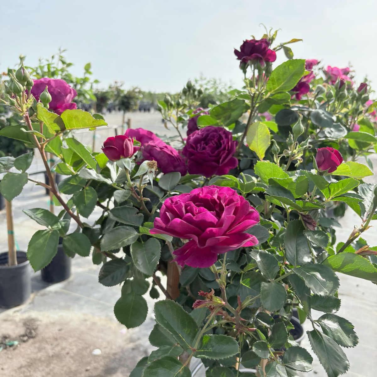 Ebb Tide™ Rose