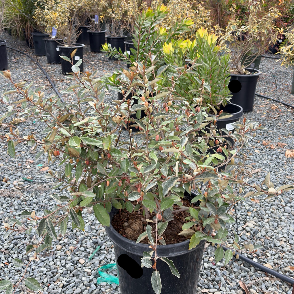 Gilt Edge Silverberry