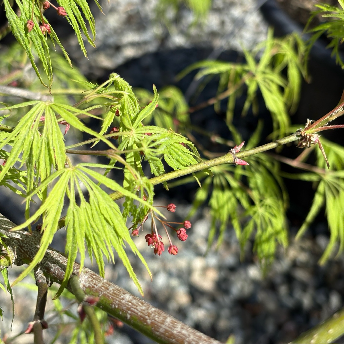 Viridis Lace Japanese Maple