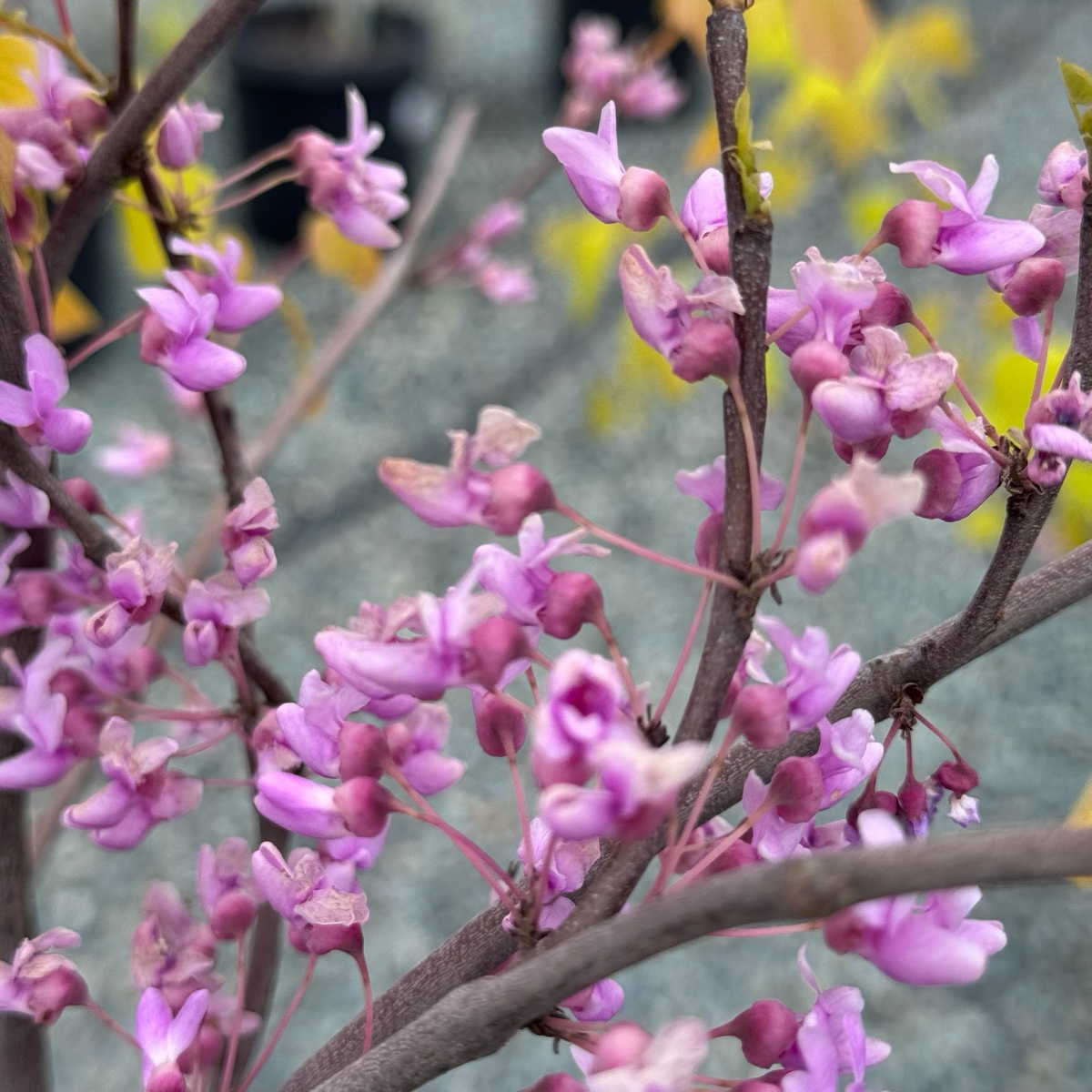 Hearts of Gold Eastern Redbud