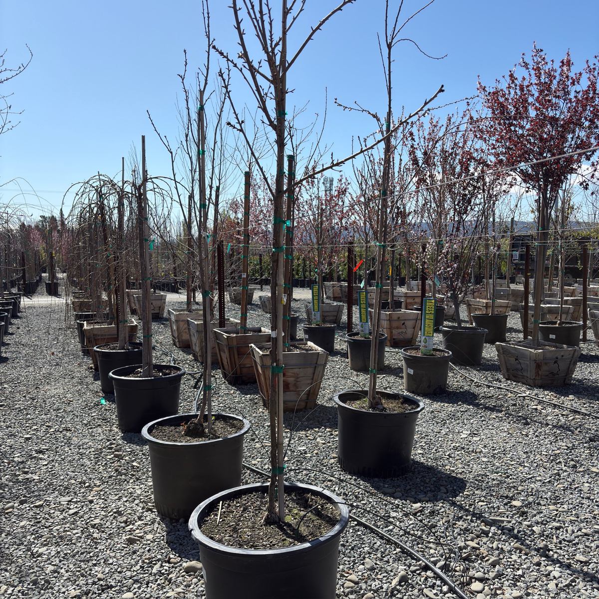 Kwanzan Flowering Cherry