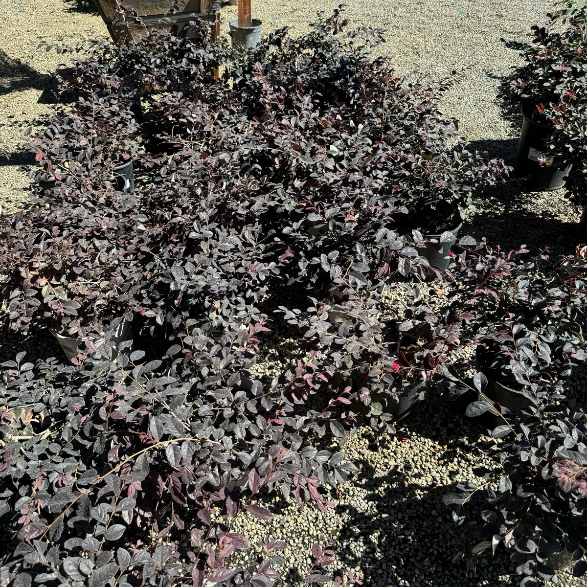 Ever Red Chinese Fringe Flower