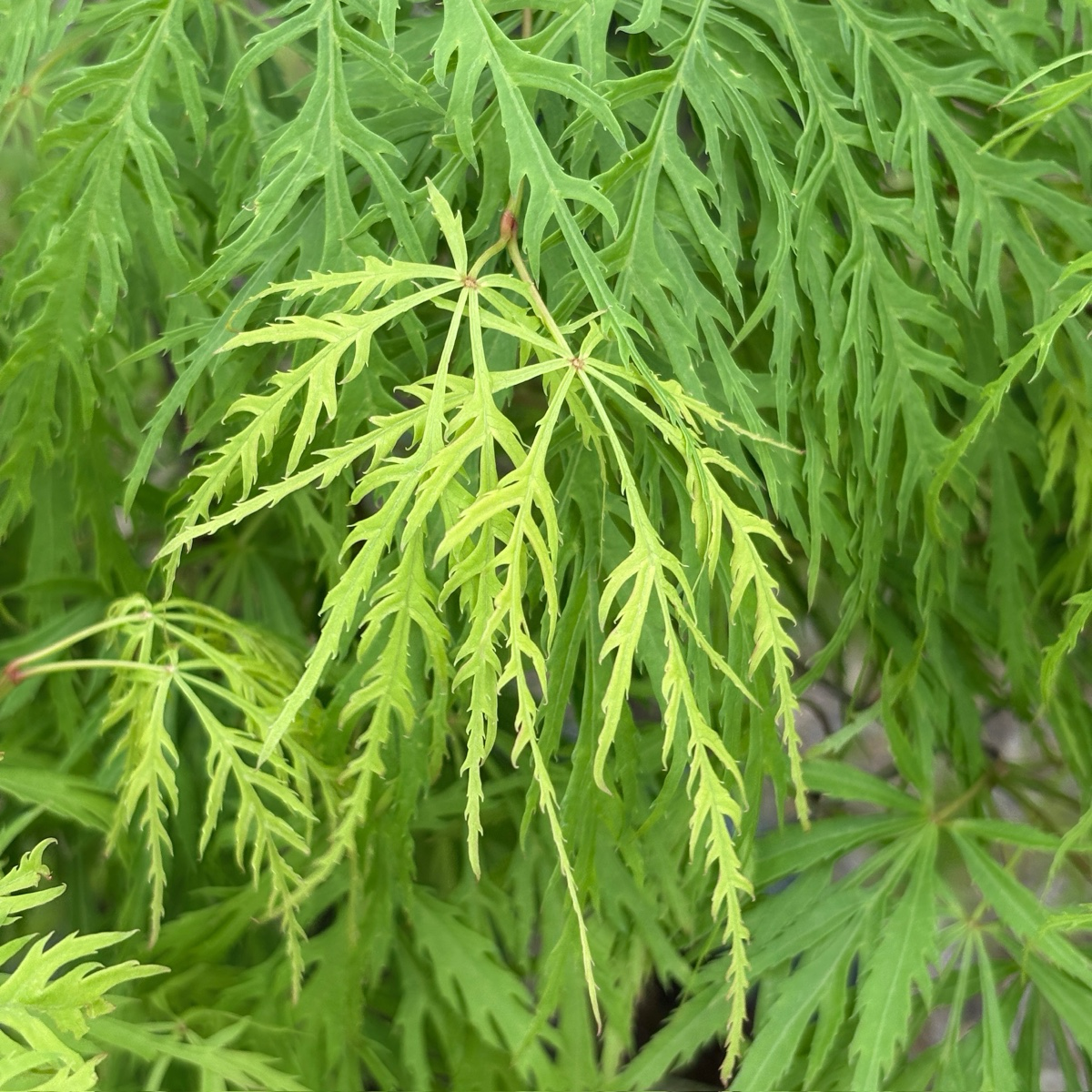 Viridis Lace Japanese Maple