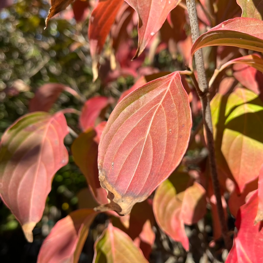 Mountain Moon Evergreen Dogwood