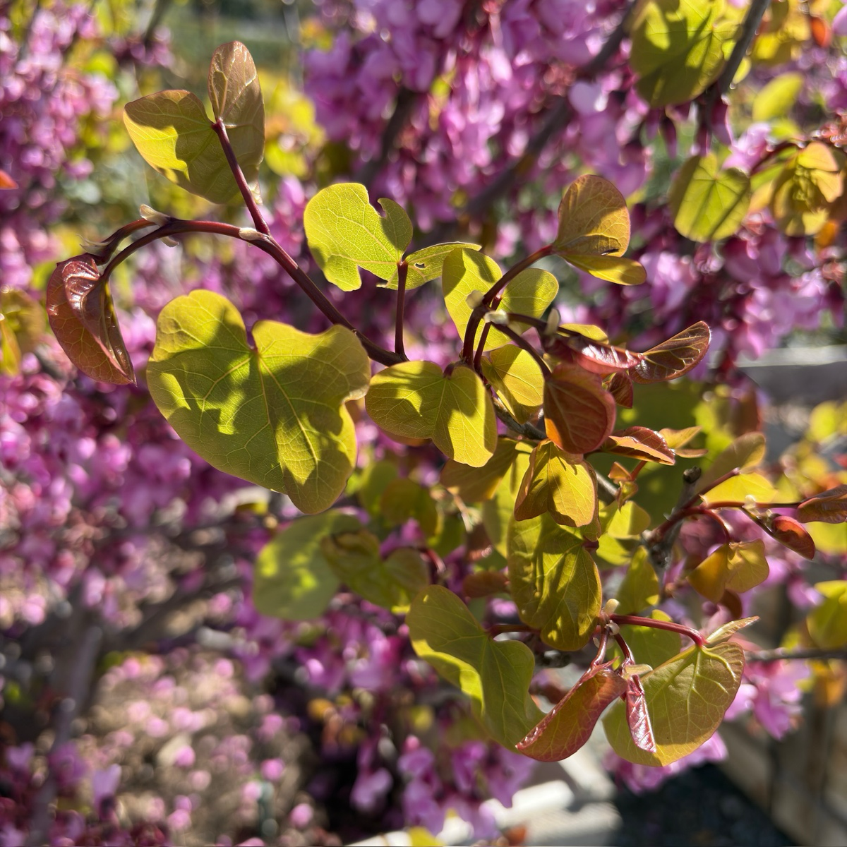 Western Redbud (Pink)