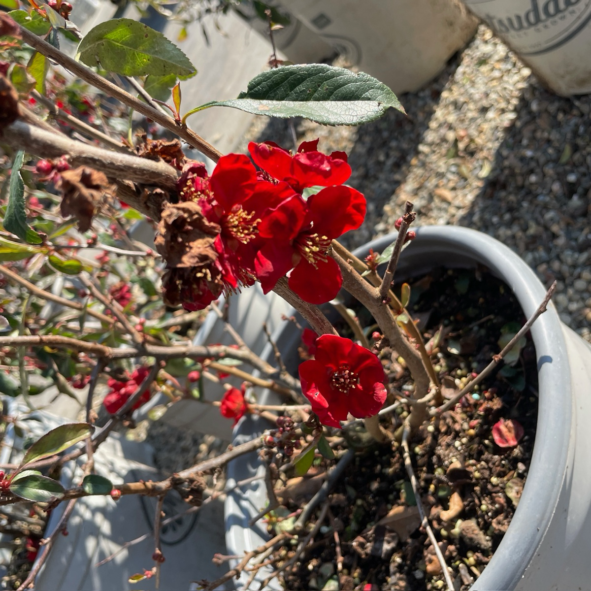 Double Take®  Orange Flowering Quince