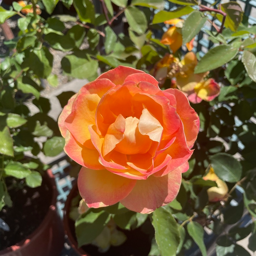 Strike It Rich Rose