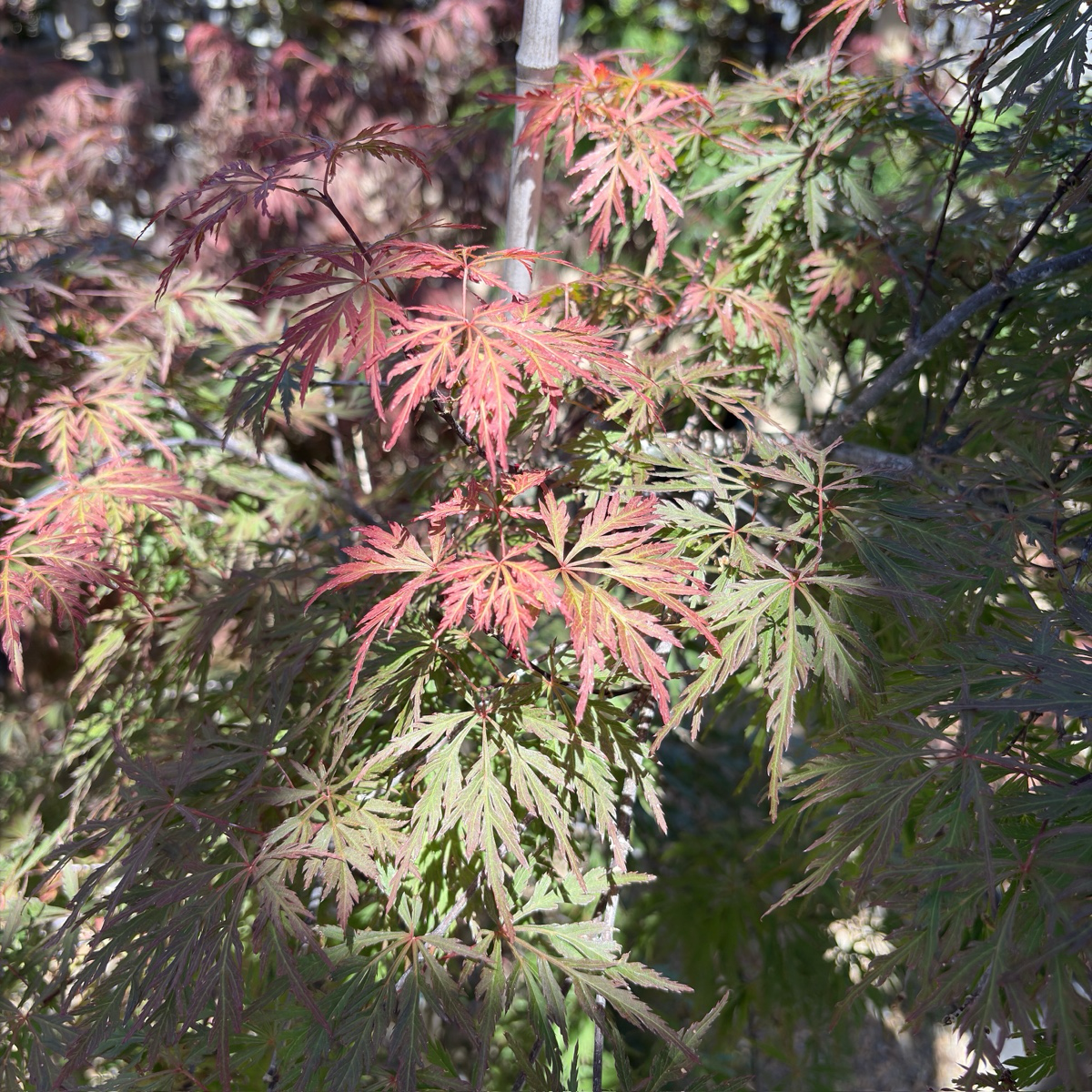 Orangeola Lace Japanese Maple