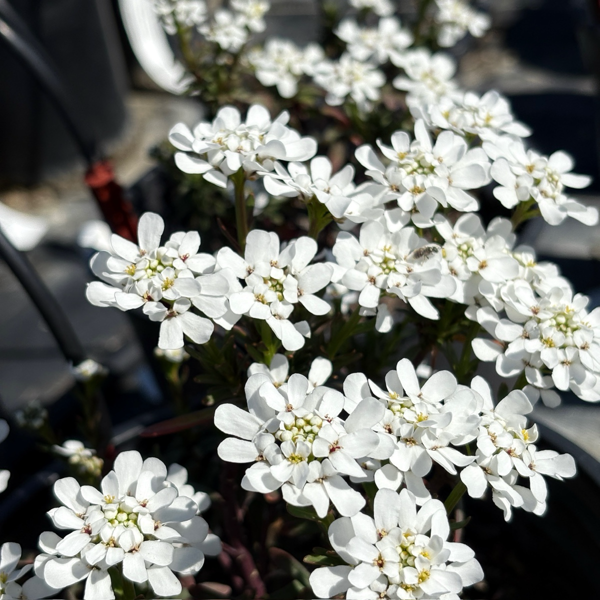 Evergreen Candytuft