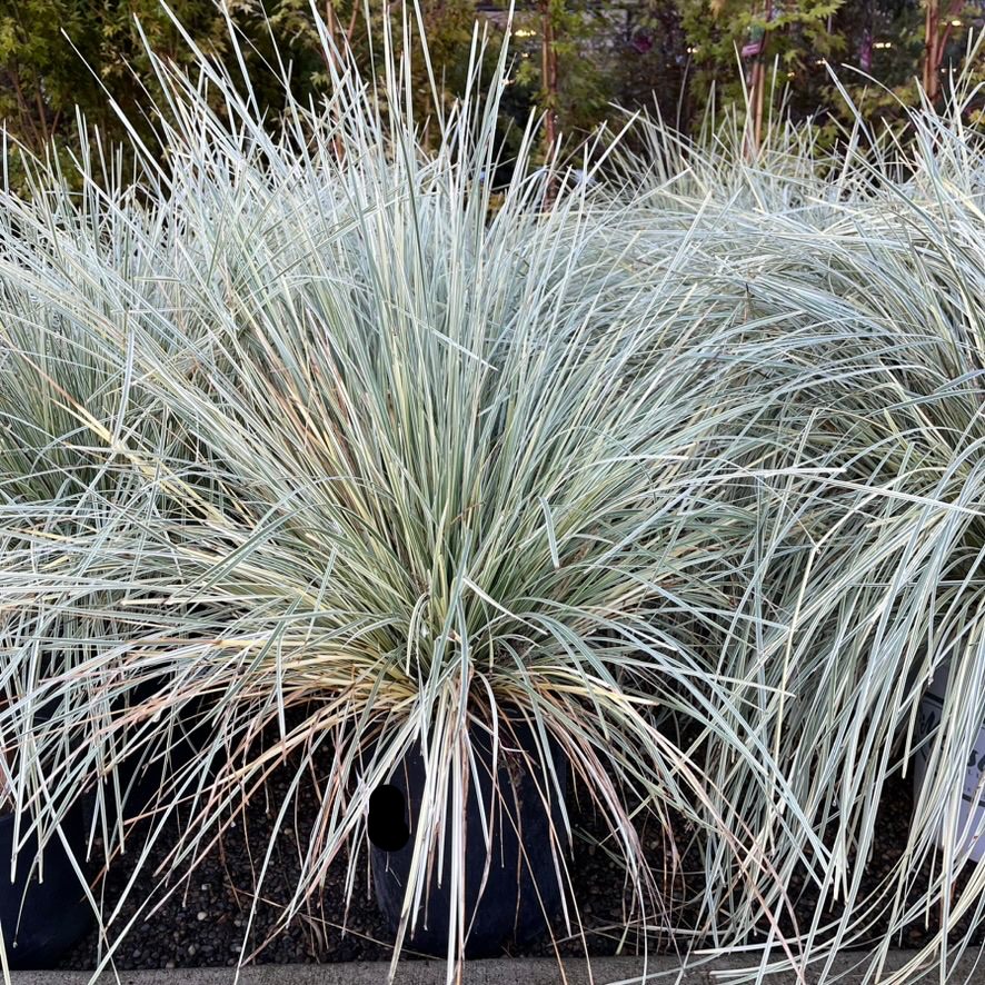 Variegated Dwarf Mat Rush