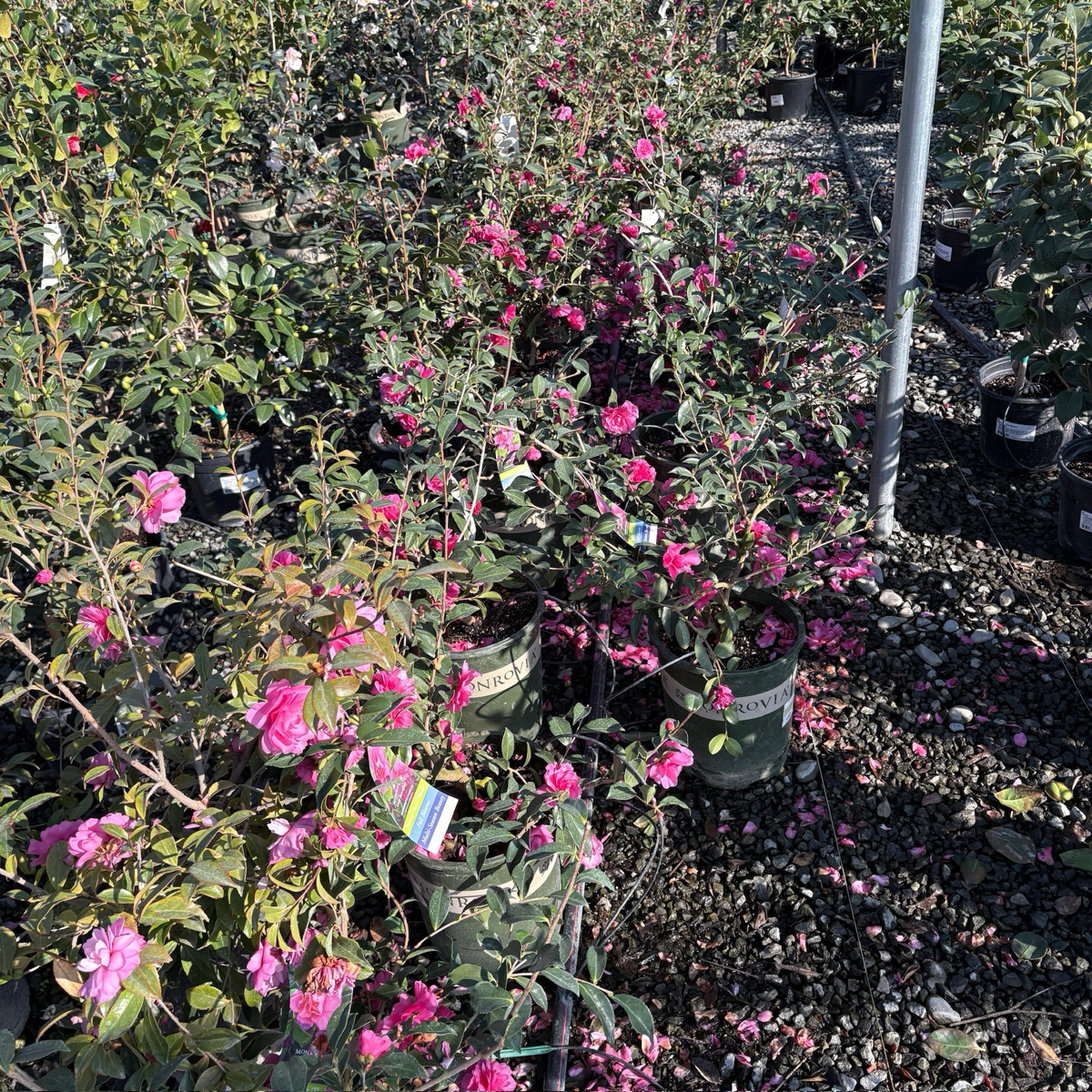 Chansonette Camellia