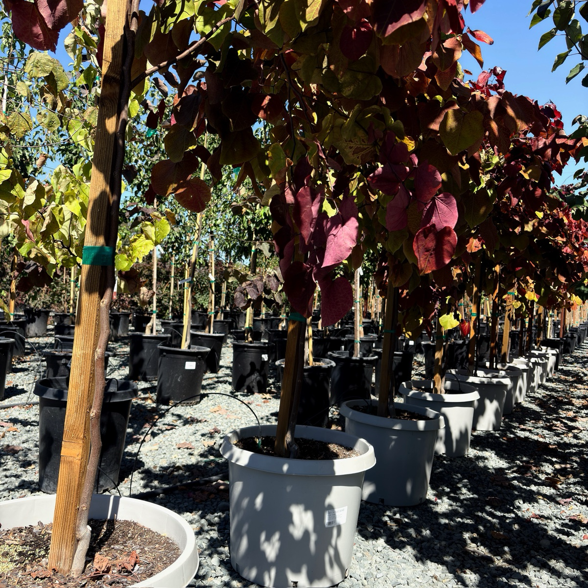 Hearts of Gold Eastern Redbud