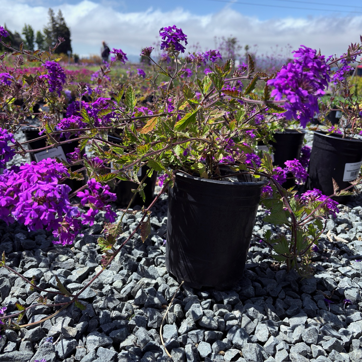 Homestead Purple Verbena