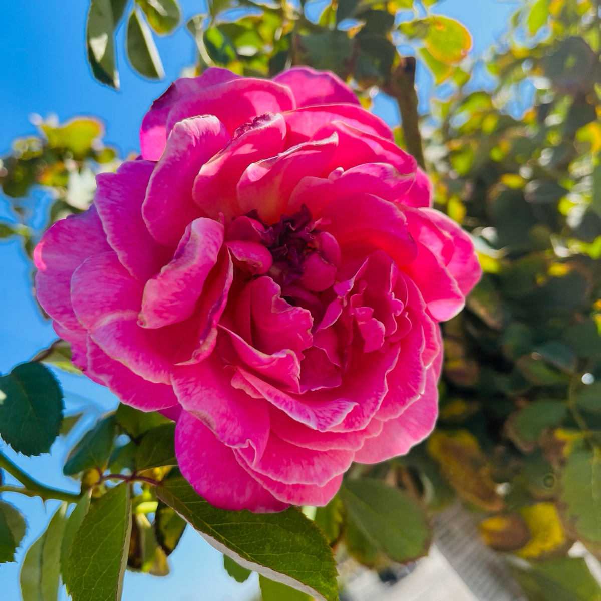 Queen Of Elegance Rose