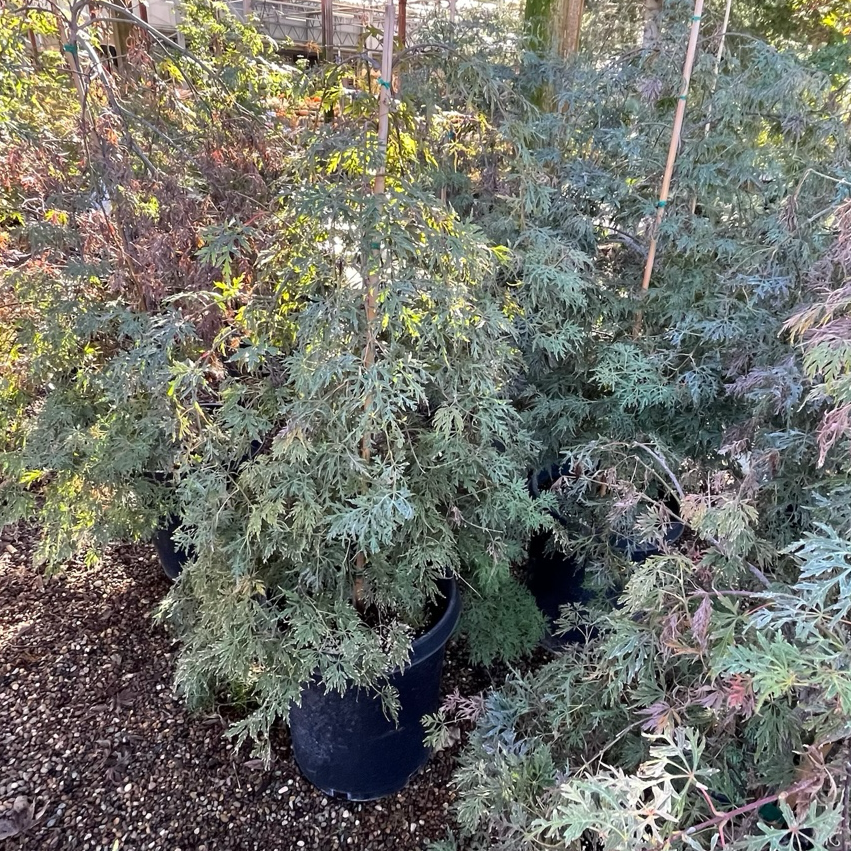 Orangeola Lace Japanese Maple