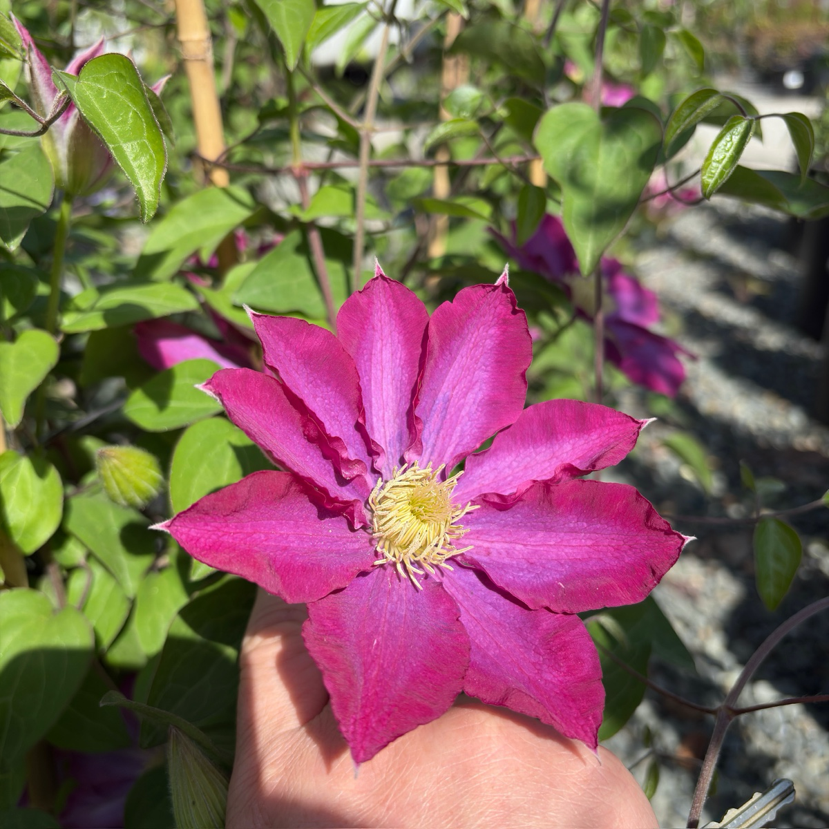 Pink Champagne Clematis