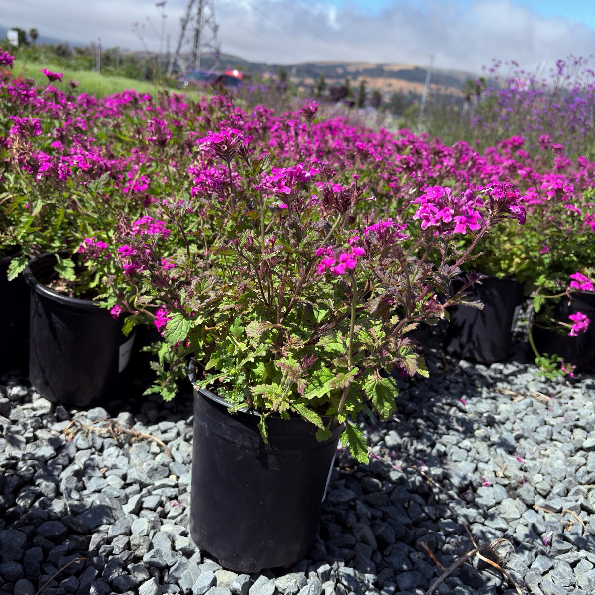 Homestead Hot Pink Verbena