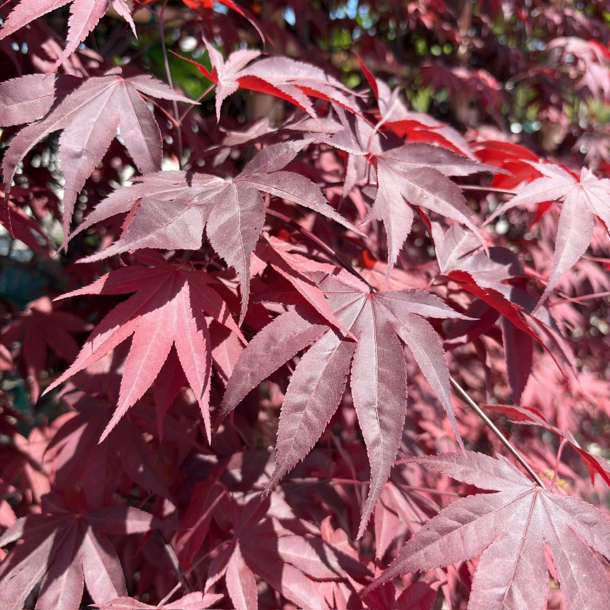 Bloodgood Japanese Maple