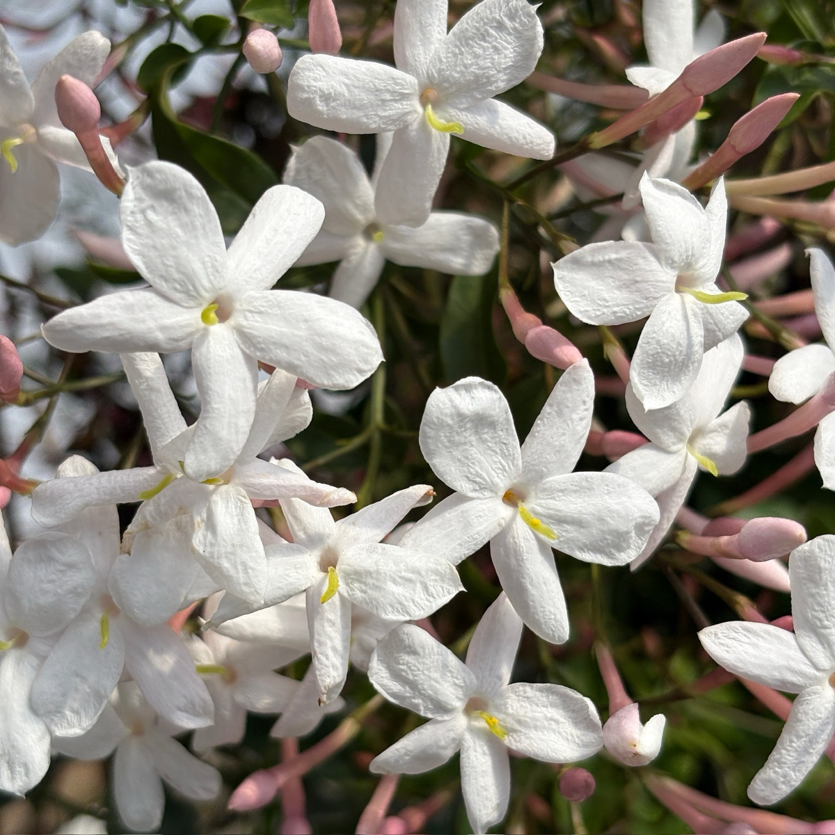 Pink Jasmine,Climbing Jasmine