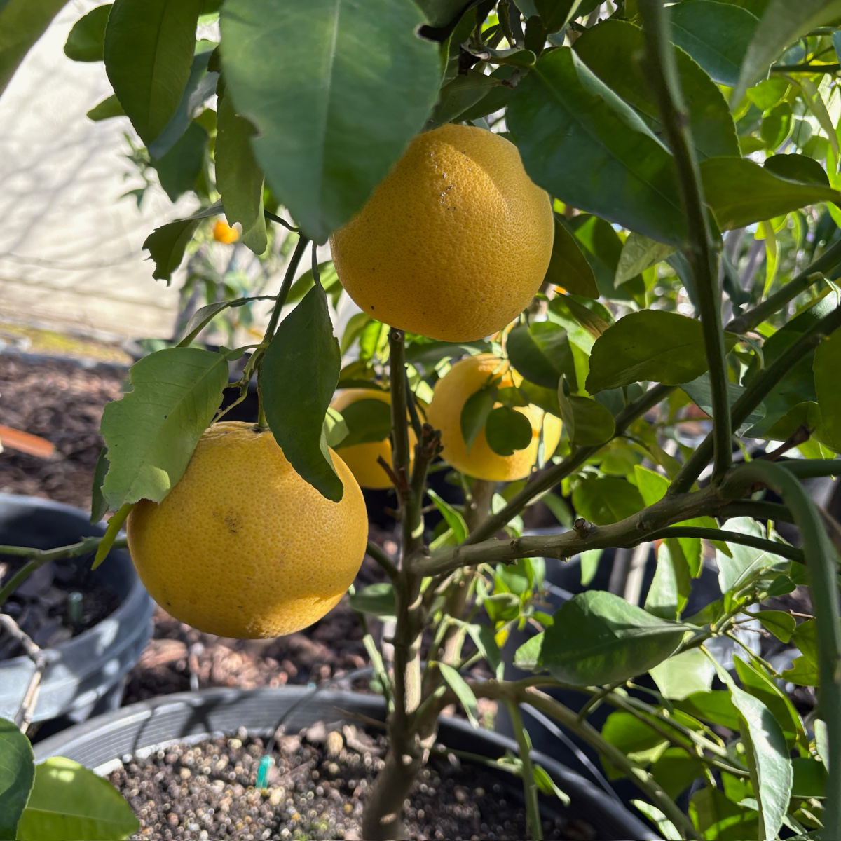 Flame Red Grapefruit