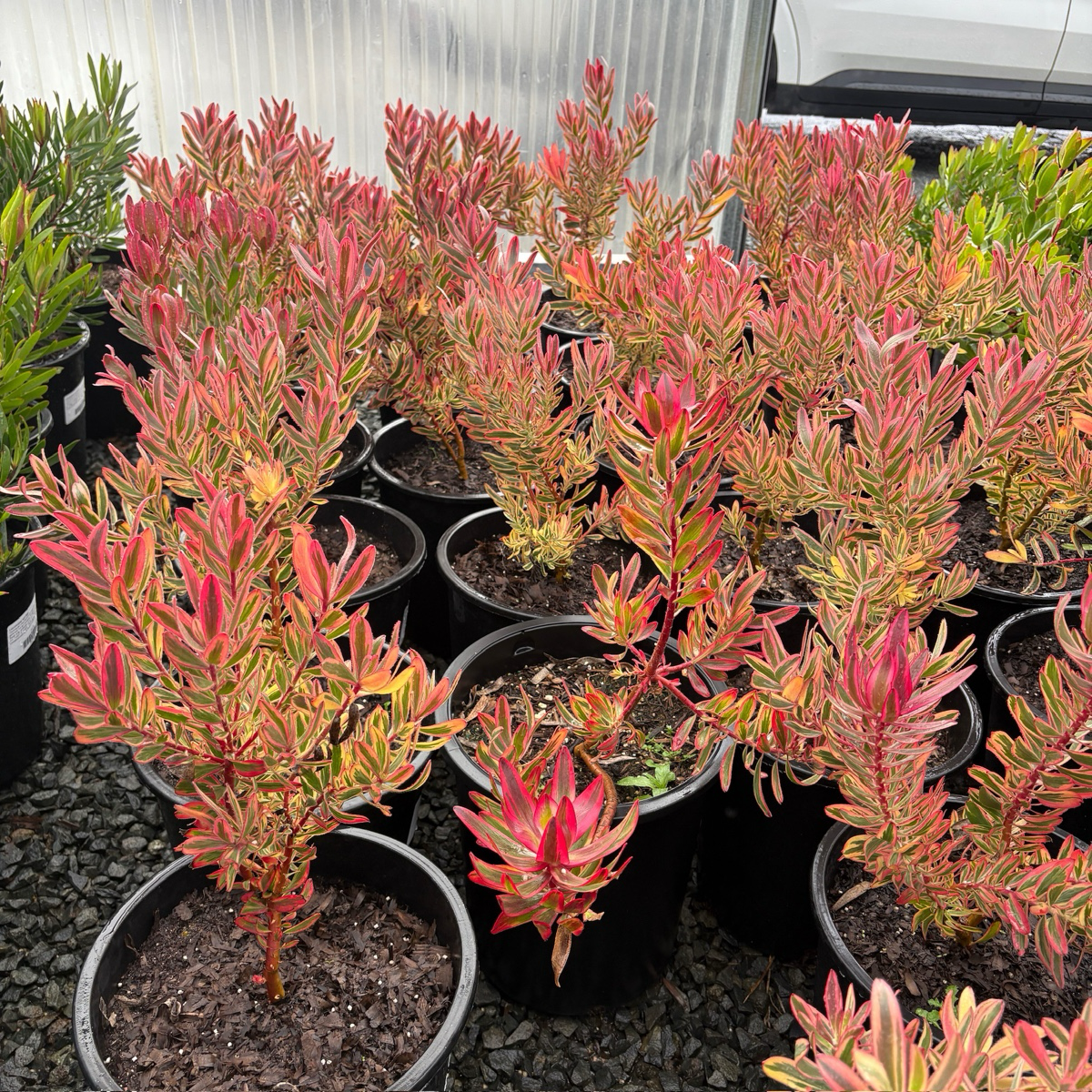 Jester Cone Bush