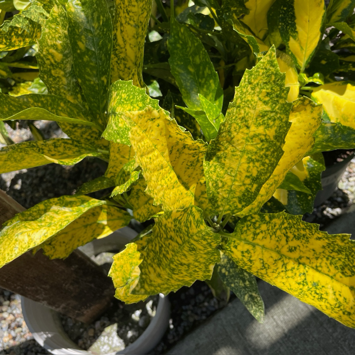 Spotted Laurel