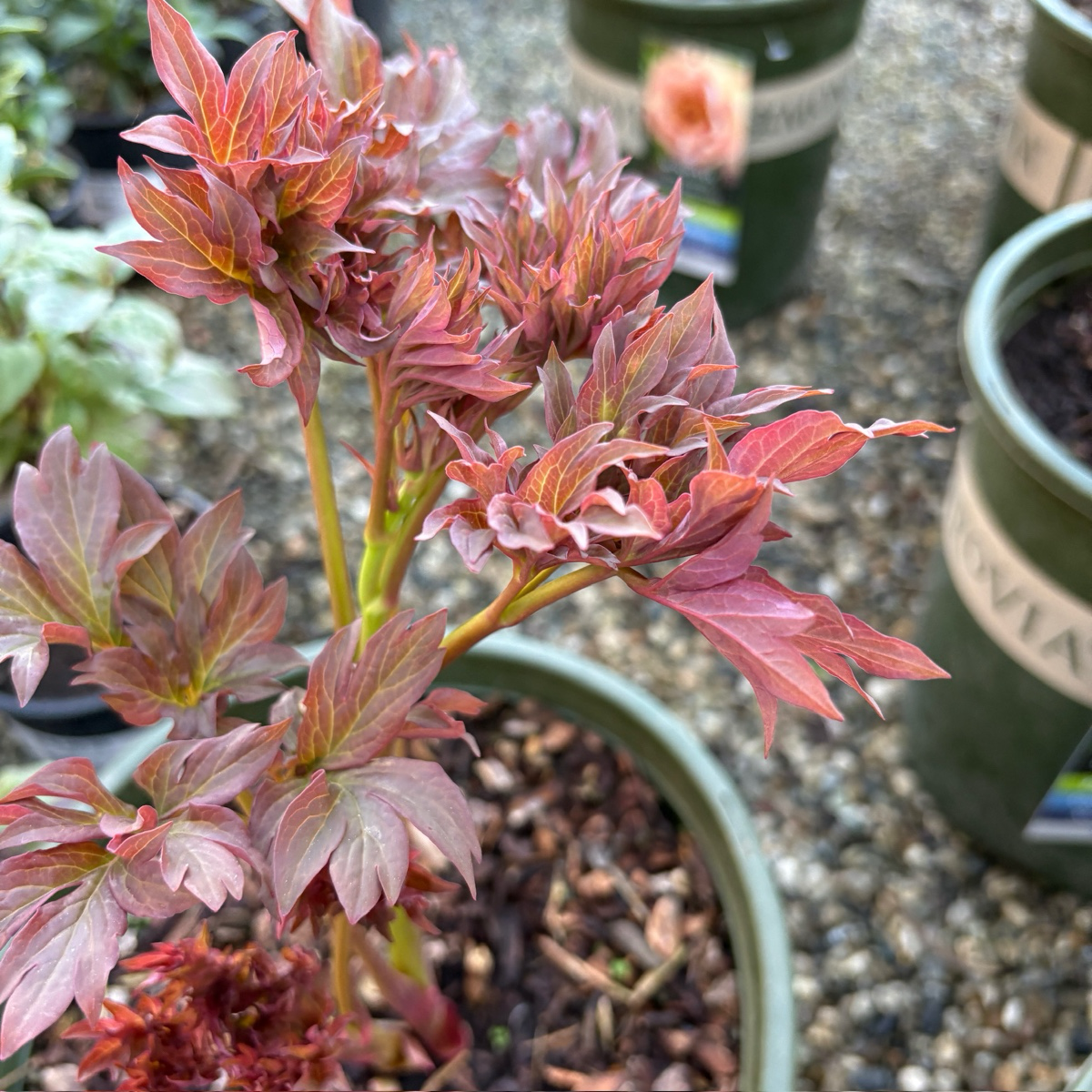 Garden Candy™ Strawberry Swirl Itoh Peony