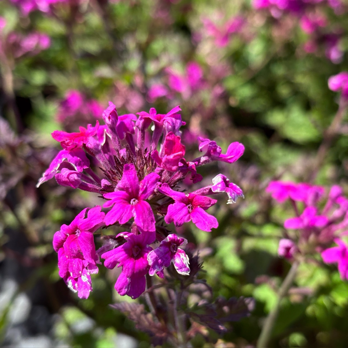 Homestead Hot Pink Verbena
