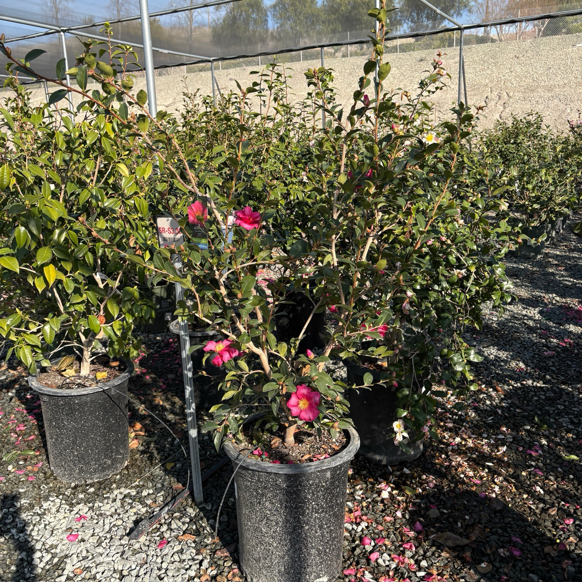Kanjiro Camellia