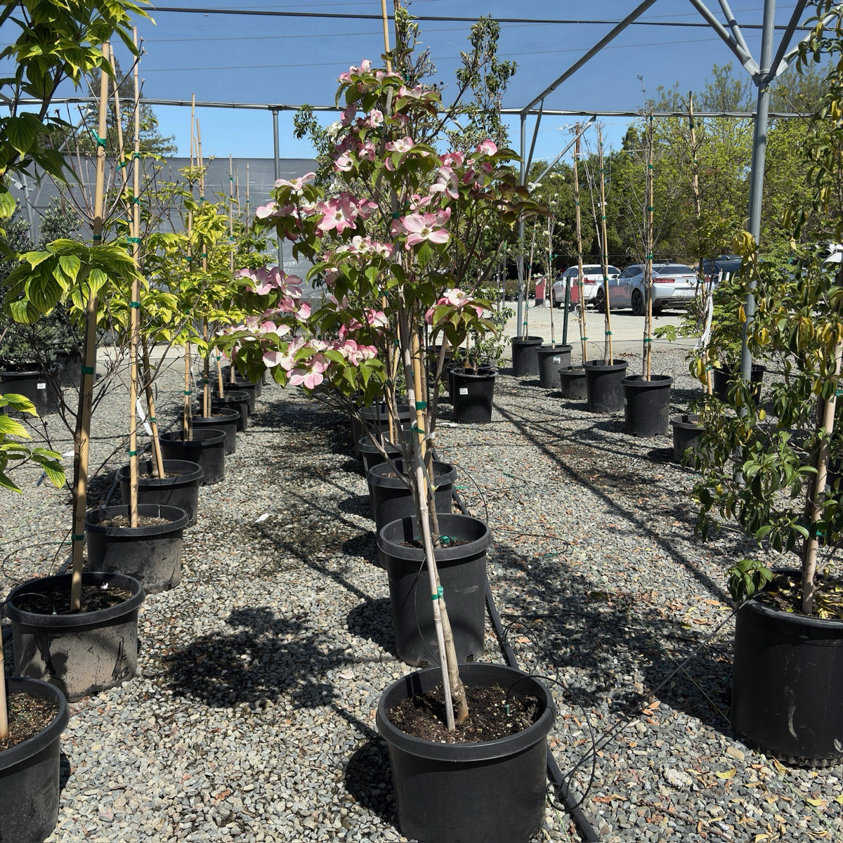 Pink Flowering Dogwood