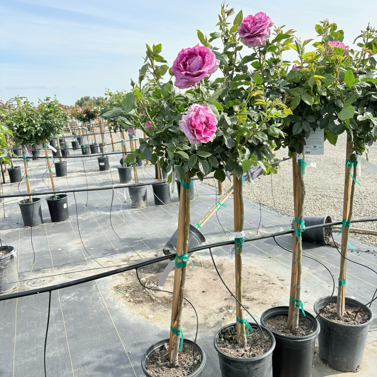 Perfume Factory™ Rose