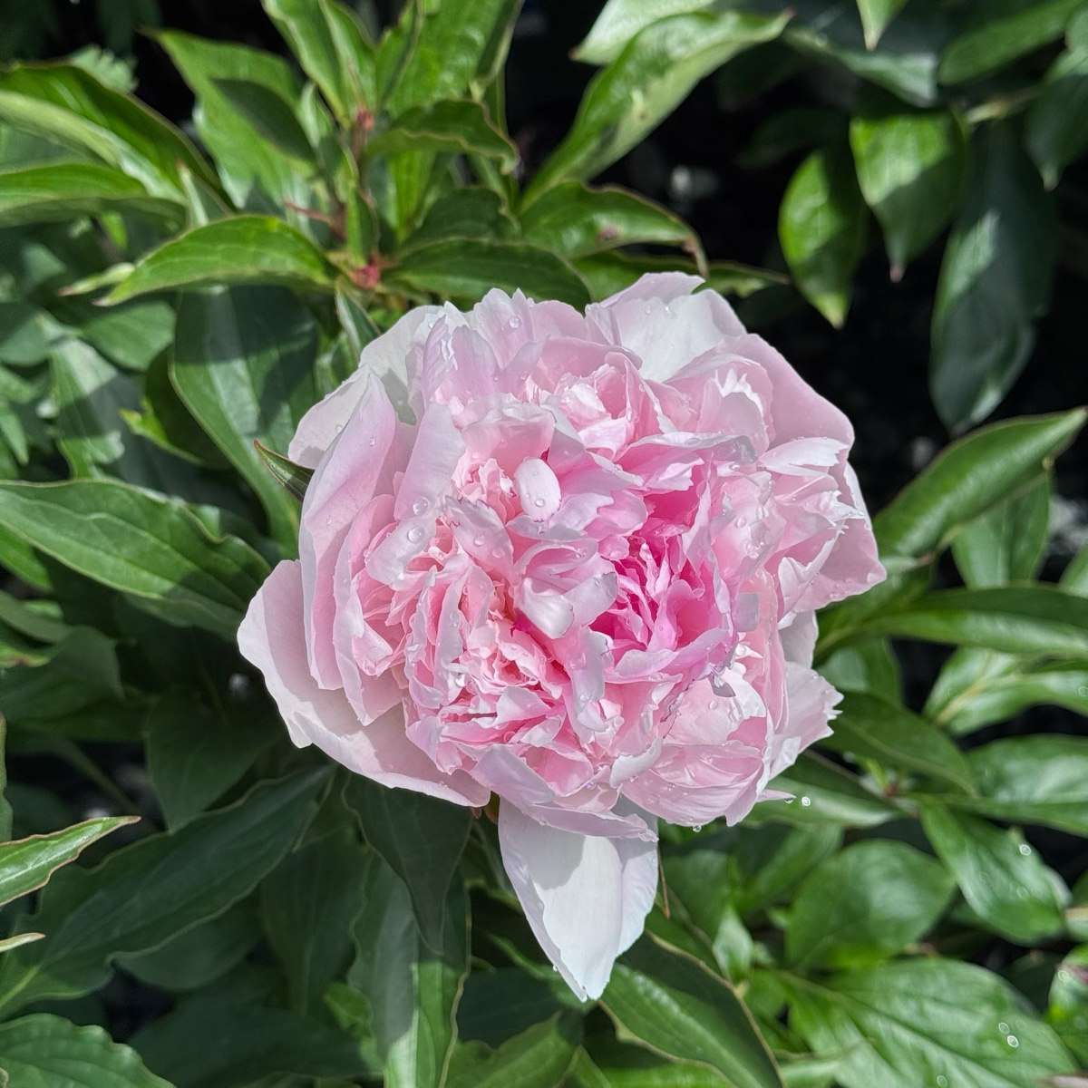 Red Sarah Bernhardt Peony