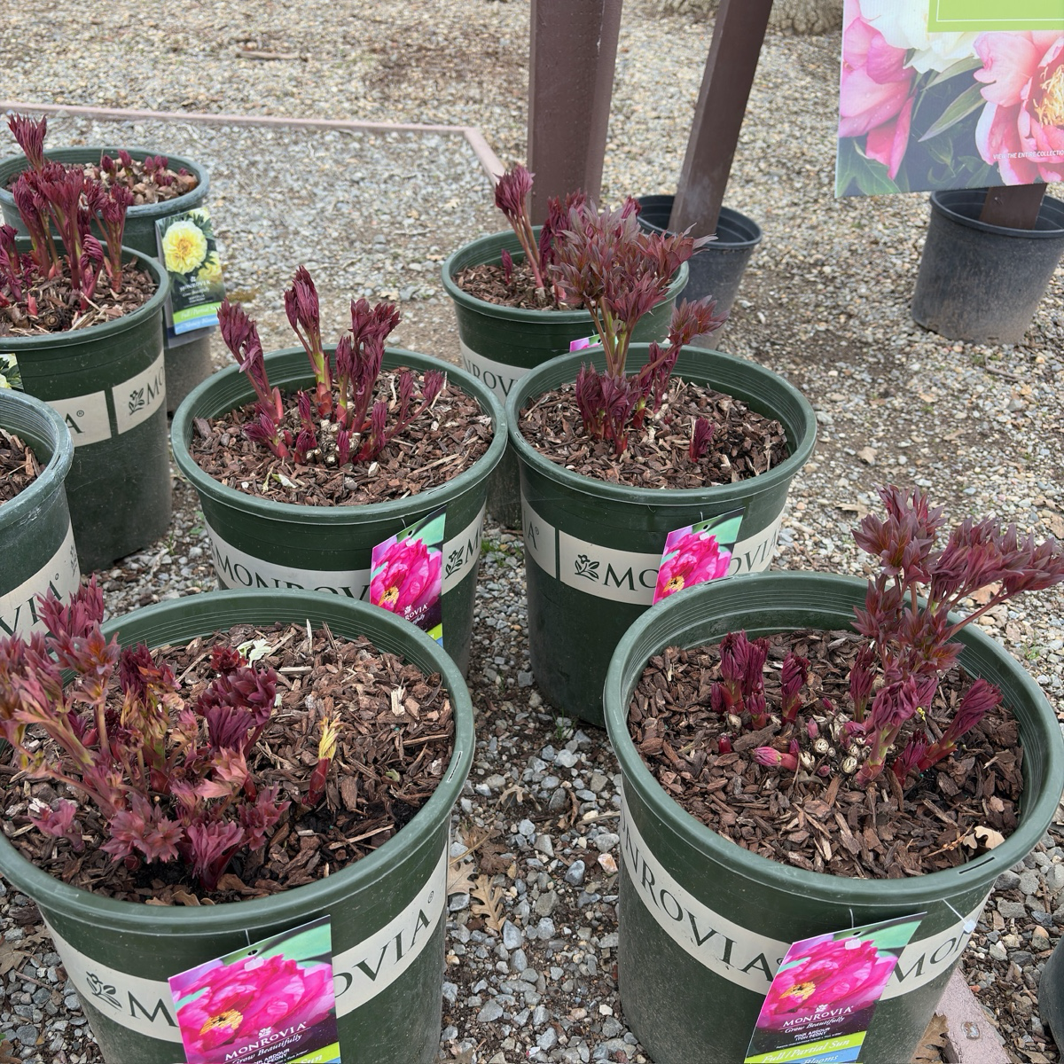 Pink Ardour Itoh Reony