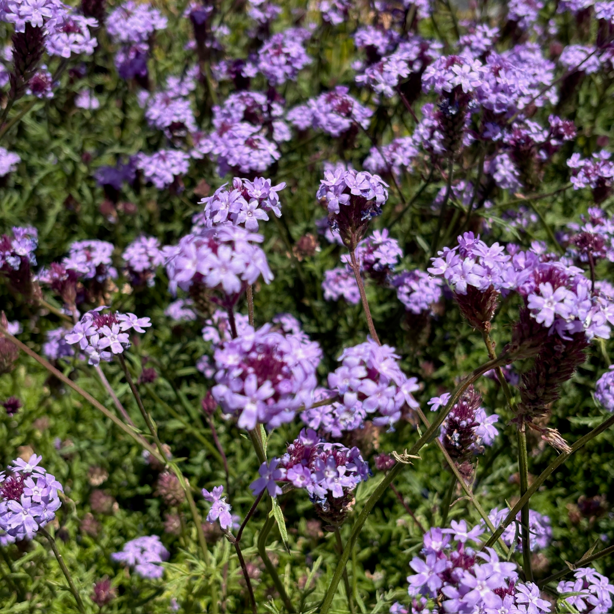 De La Mina Cedros Island Verbena