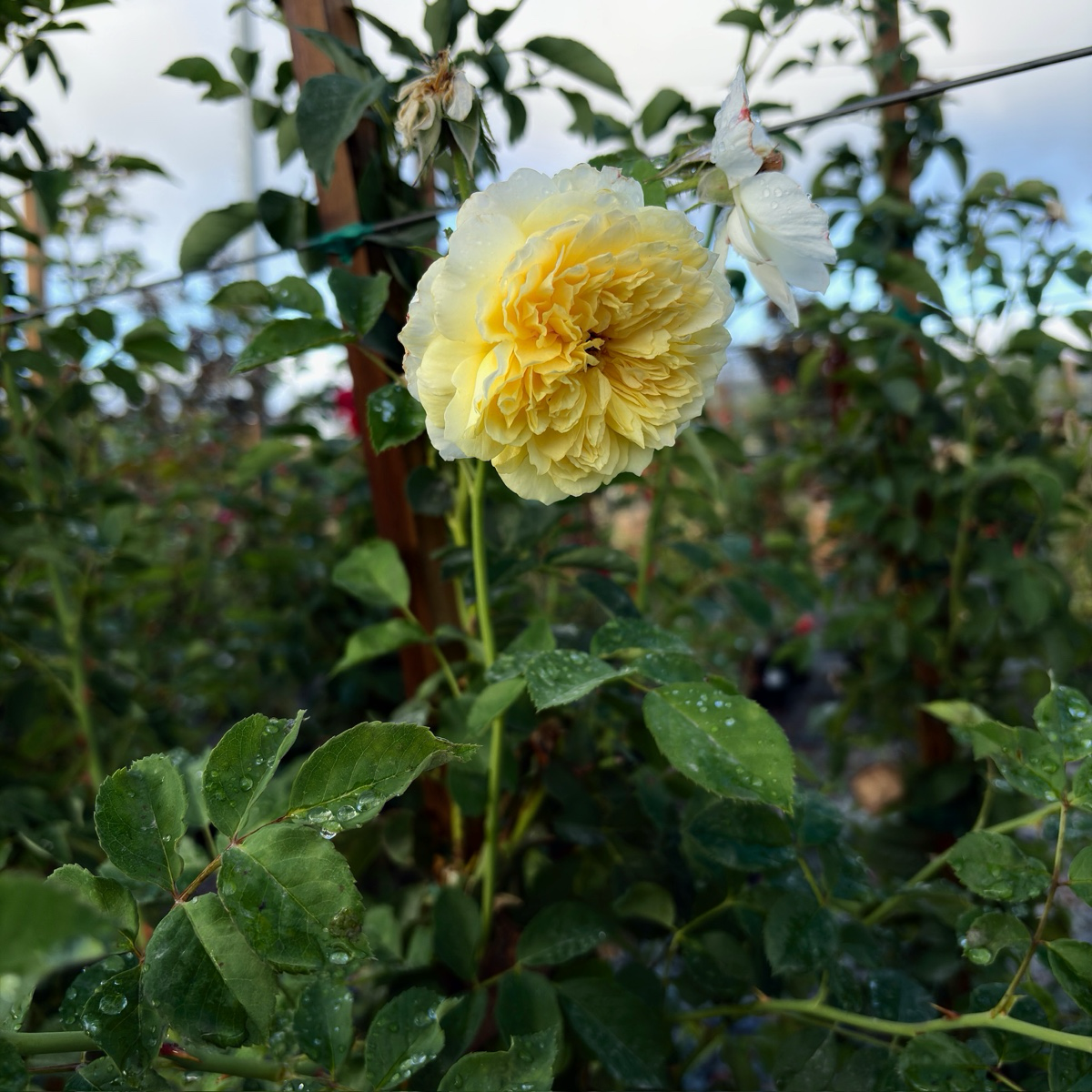 Raspberry Cream Twirl Climbing Rose