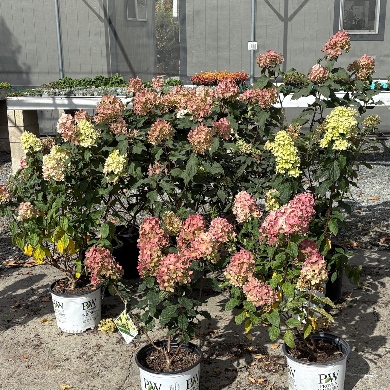 Limelight Panicle Hydrangea