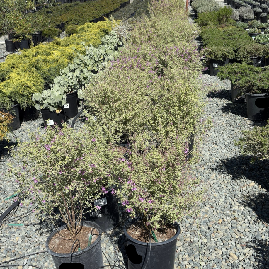 Variegated Mint Bush