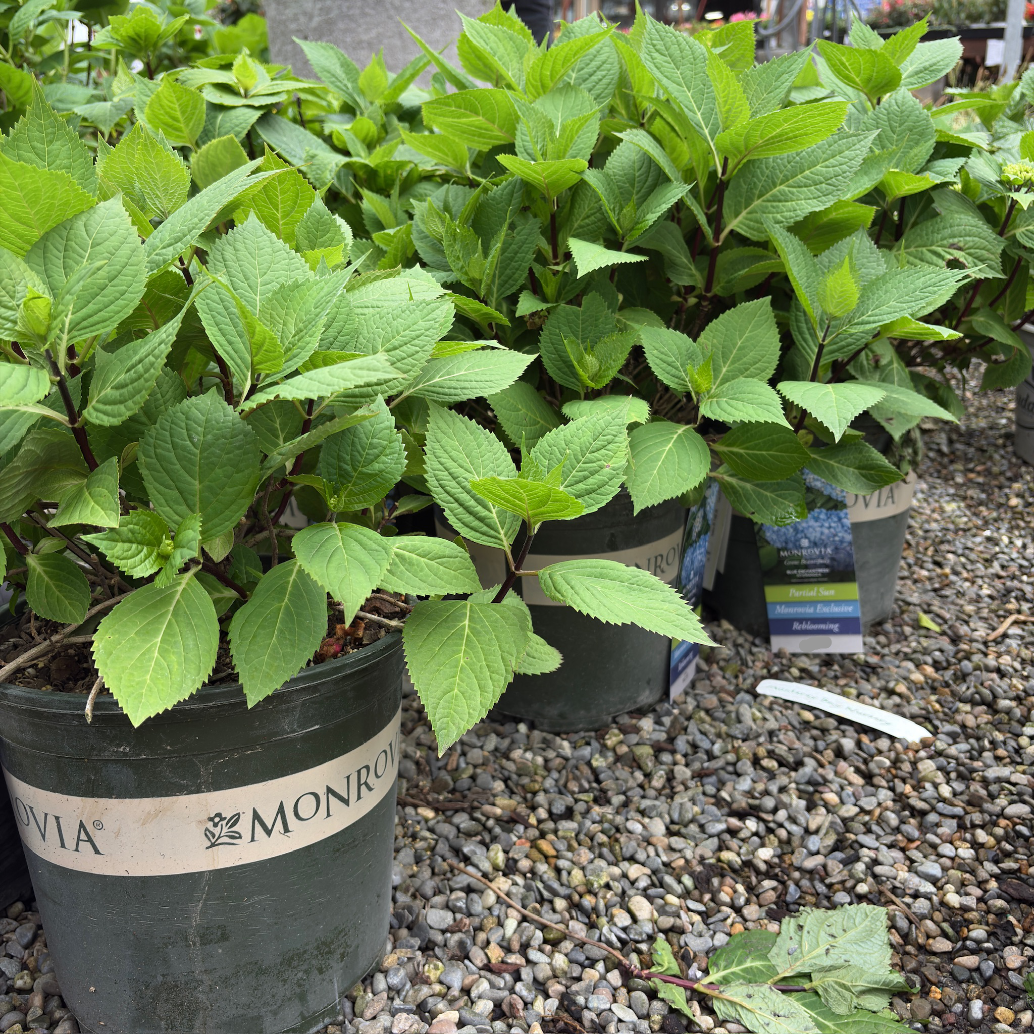 Blue Enchantress® Bigleaf Hydrangea