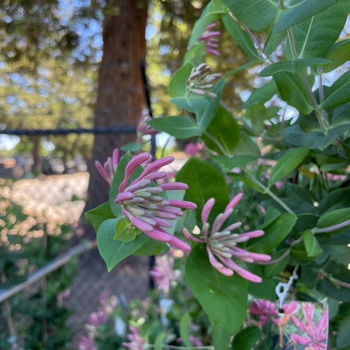 Lonicera pink lemonade、Honeysuckle